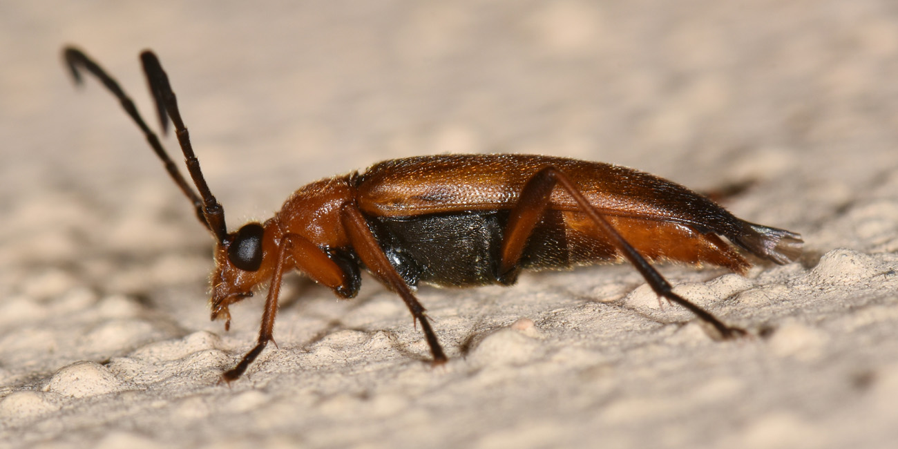 Cerambycidae: Pedostrangalia revestita